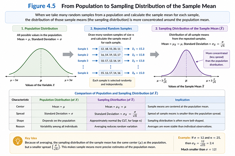Conceptual illustration showing a population distribution, repeated random samples, and the resulting sampling distribution of the sample mean. The diagram should illustrate that the sampling distribution becomes more concentrated around the population mean than the original population distribution.